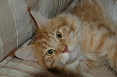 Berlioz