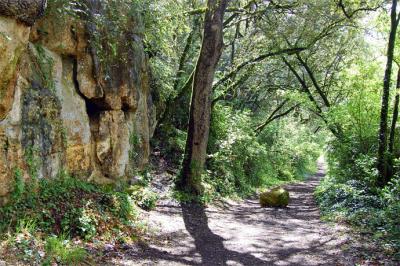 Chaussures de marche aux pieds en pleine forêt