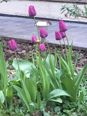 les tulipes