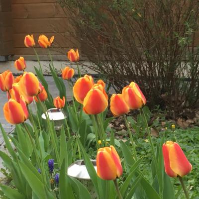 les tulipes