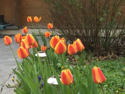 les tulipes