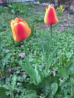 les tulipes