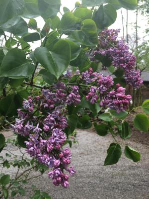 Lilas