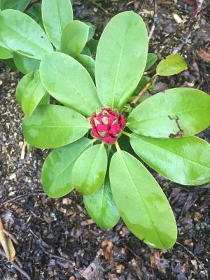 Rhododendron