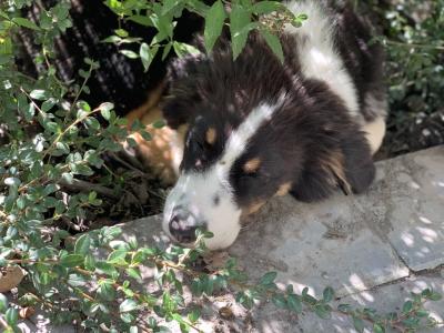 Nina (Berger Australien)