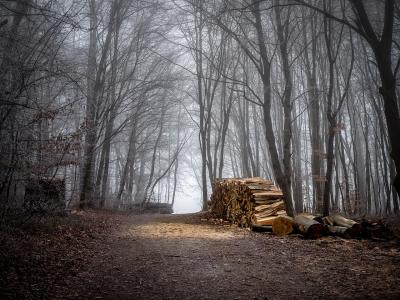 A la rencontre des métiers de la forêt