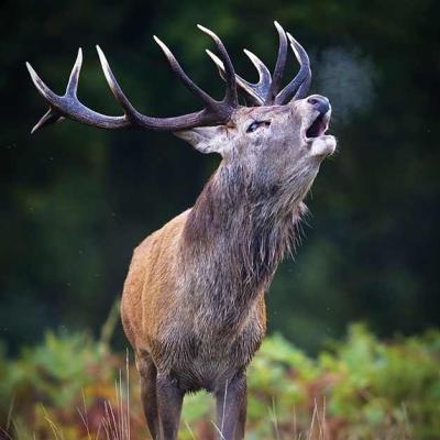 Le brame du cerf en septembre / octobre